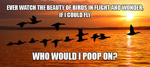 birds-flight-meme.jpg