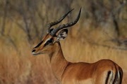 Black-faced_Impala.jpg