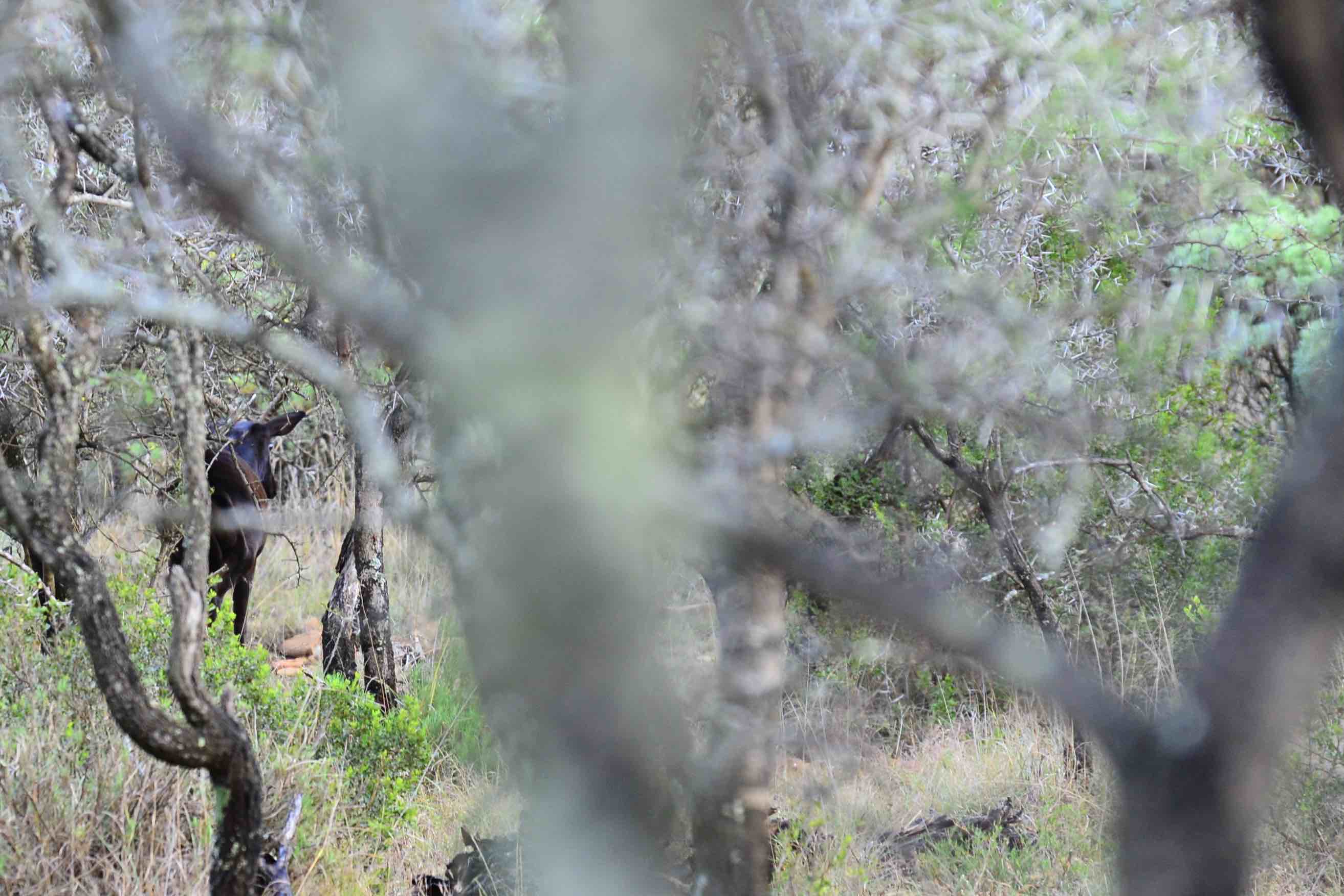 black impala.jpg