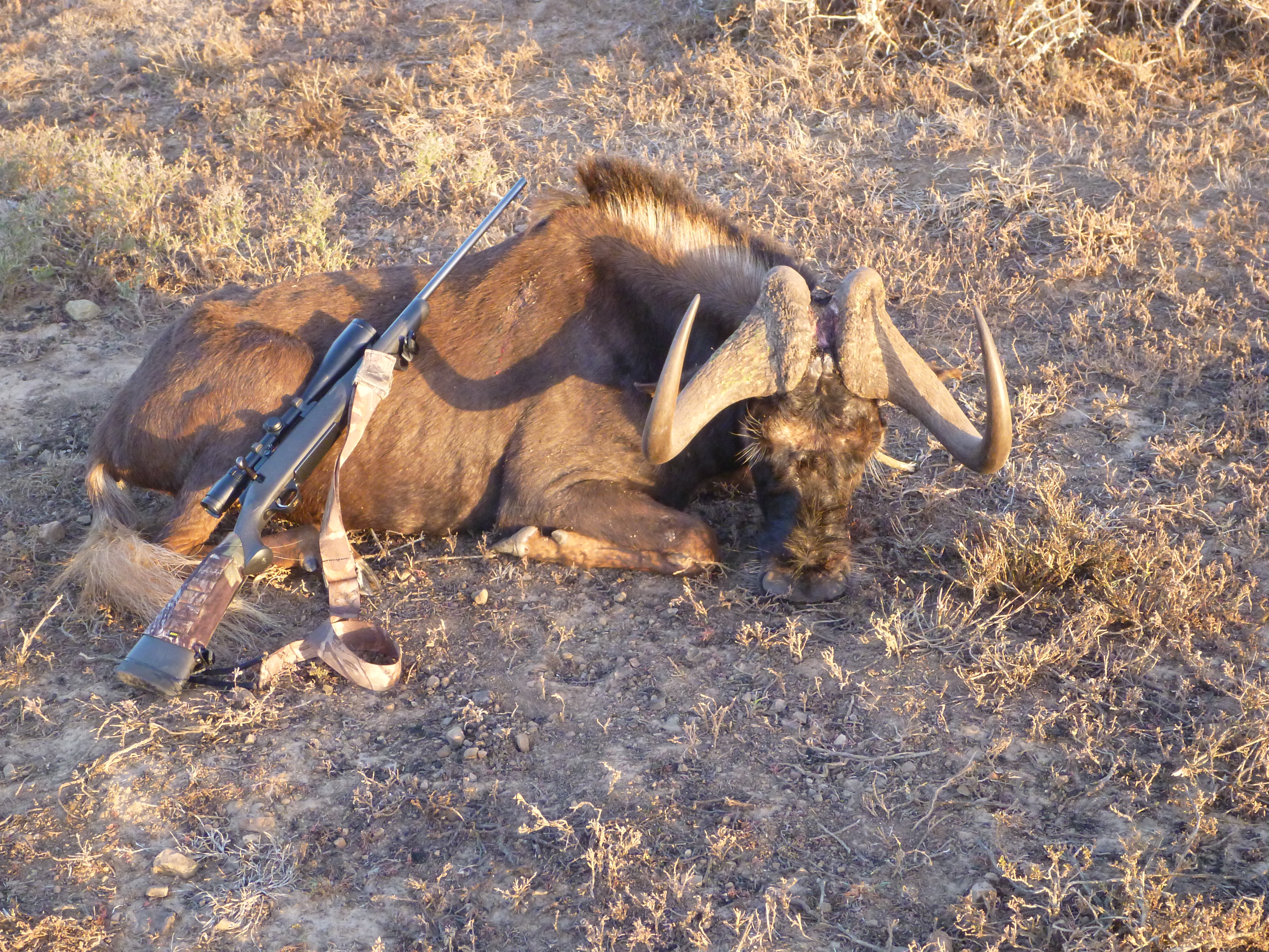 Black wildebeest 2.JPG