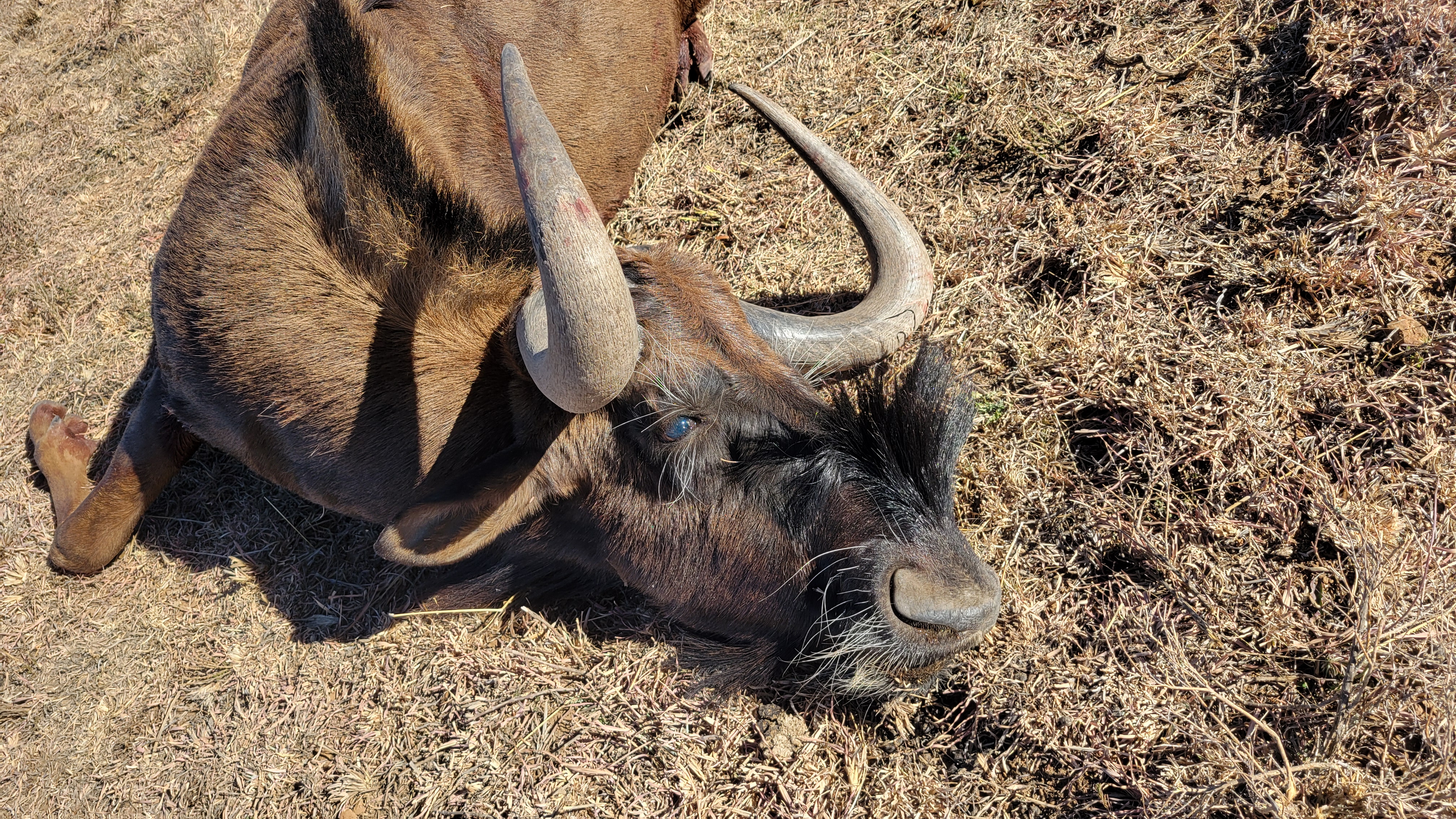 black wildebeest face.jpg