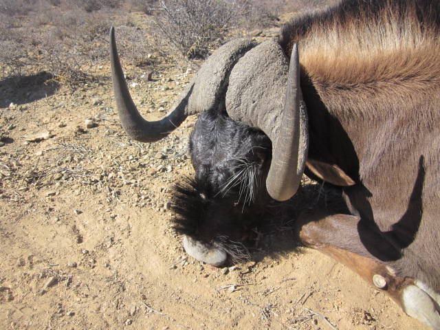 black wildebeest horns.JPG