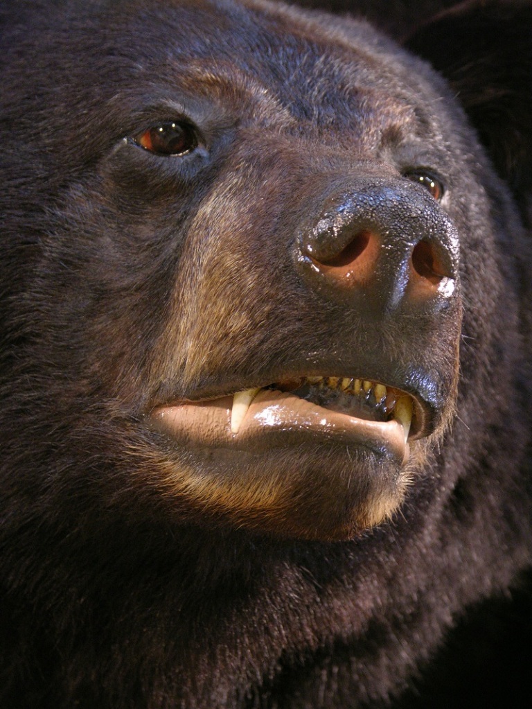 Black_bear_taxidermy_1.jpg