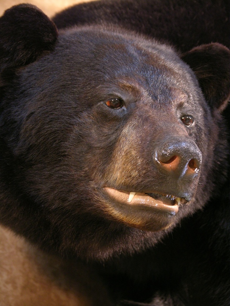 Black_bear_taxidermy_3.jpg