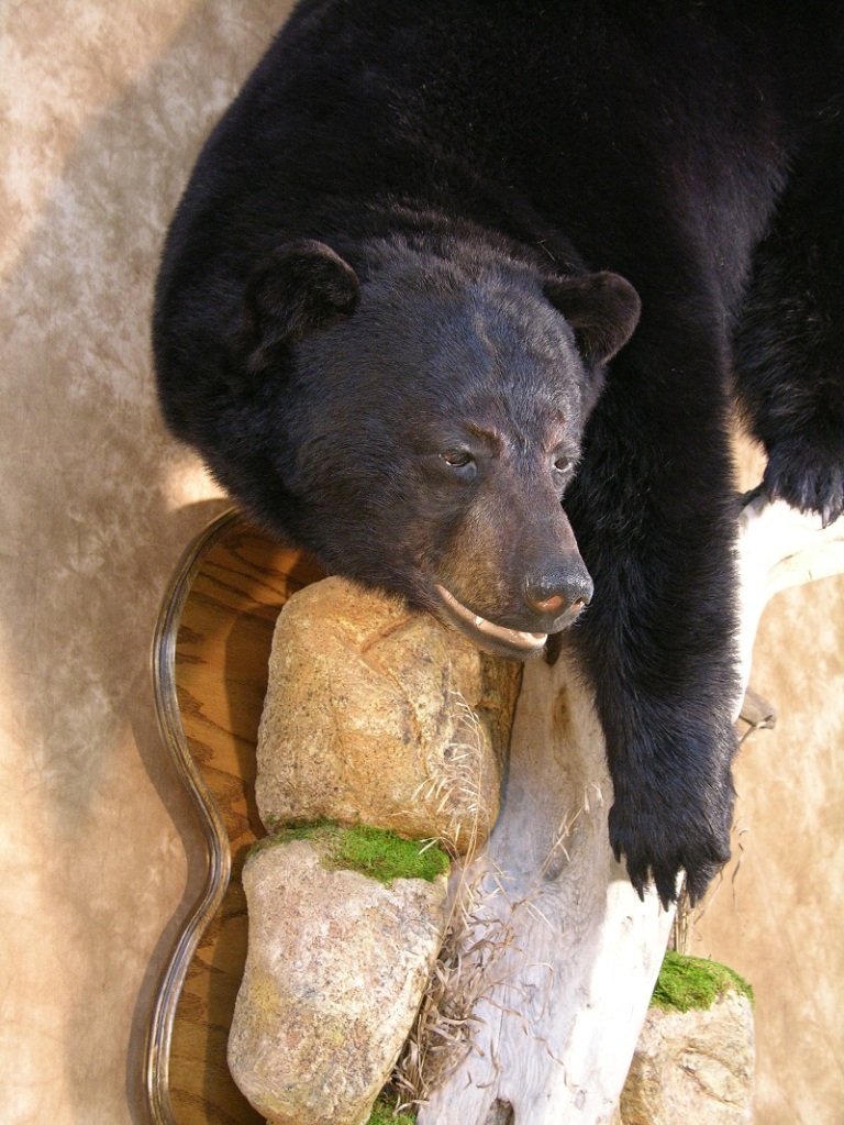 Black_bear_taxidermy_4.jpg