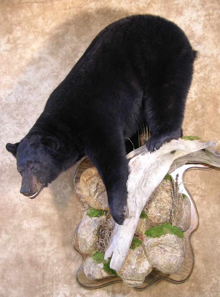 Black_bear_taxidermy_6.jpg