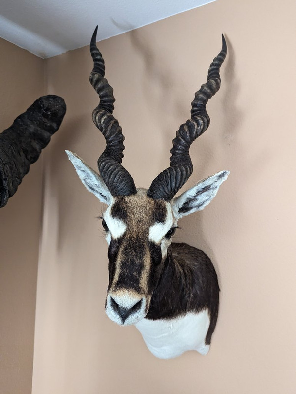 Blackbuck.jpg