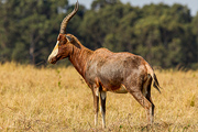 Blesbok.jpg