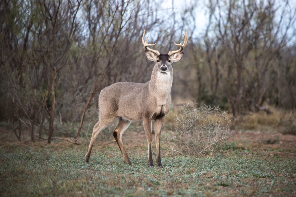 Blog-deerwhitetail-1024x683.jpg