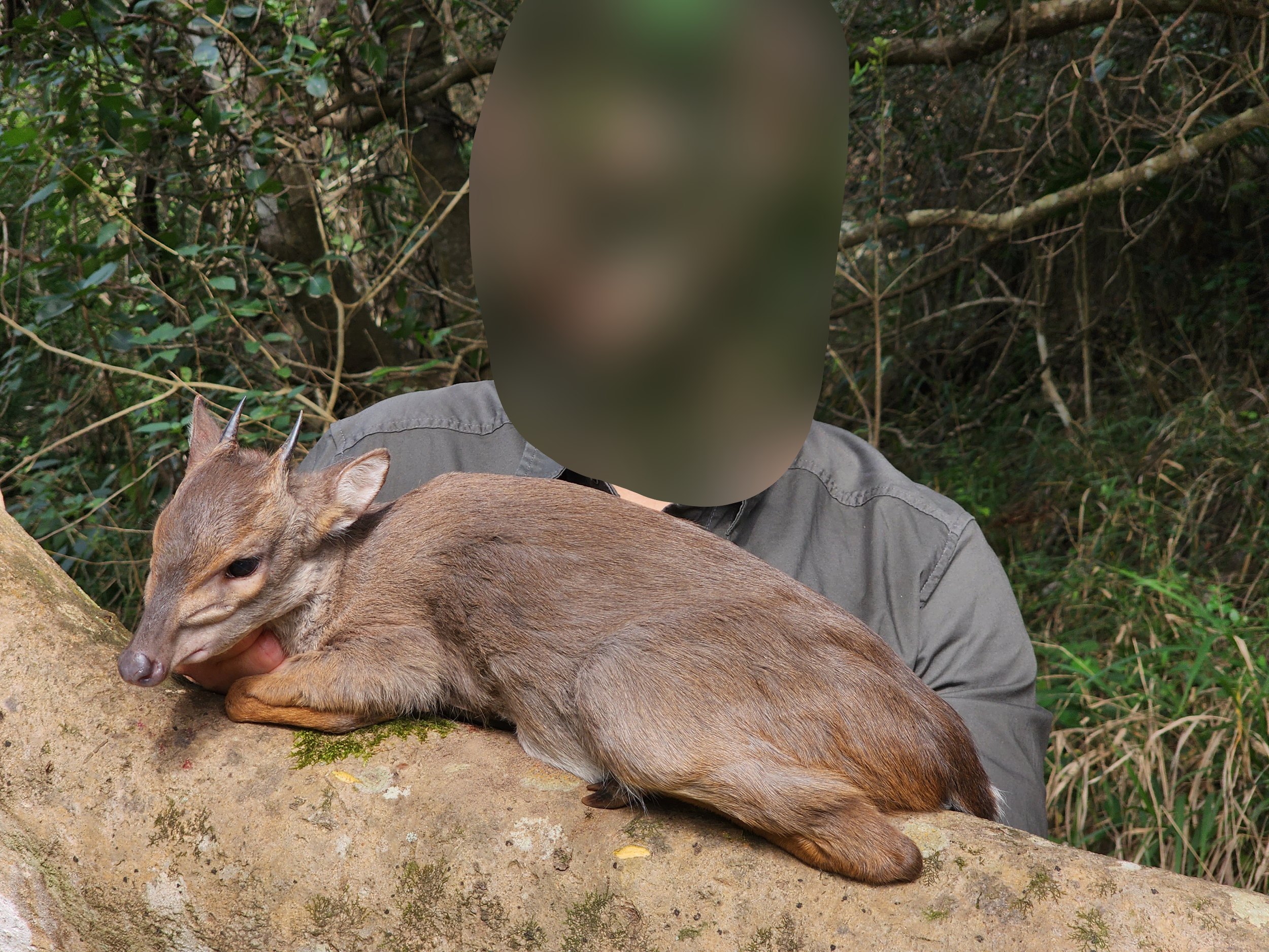 Blue Duiker.png