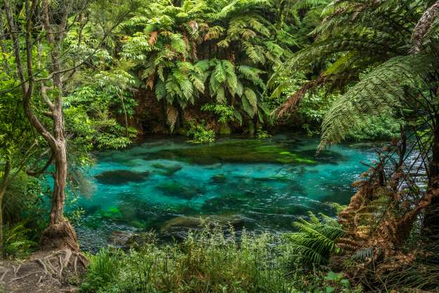 Blue Springs Putaruru.jpg