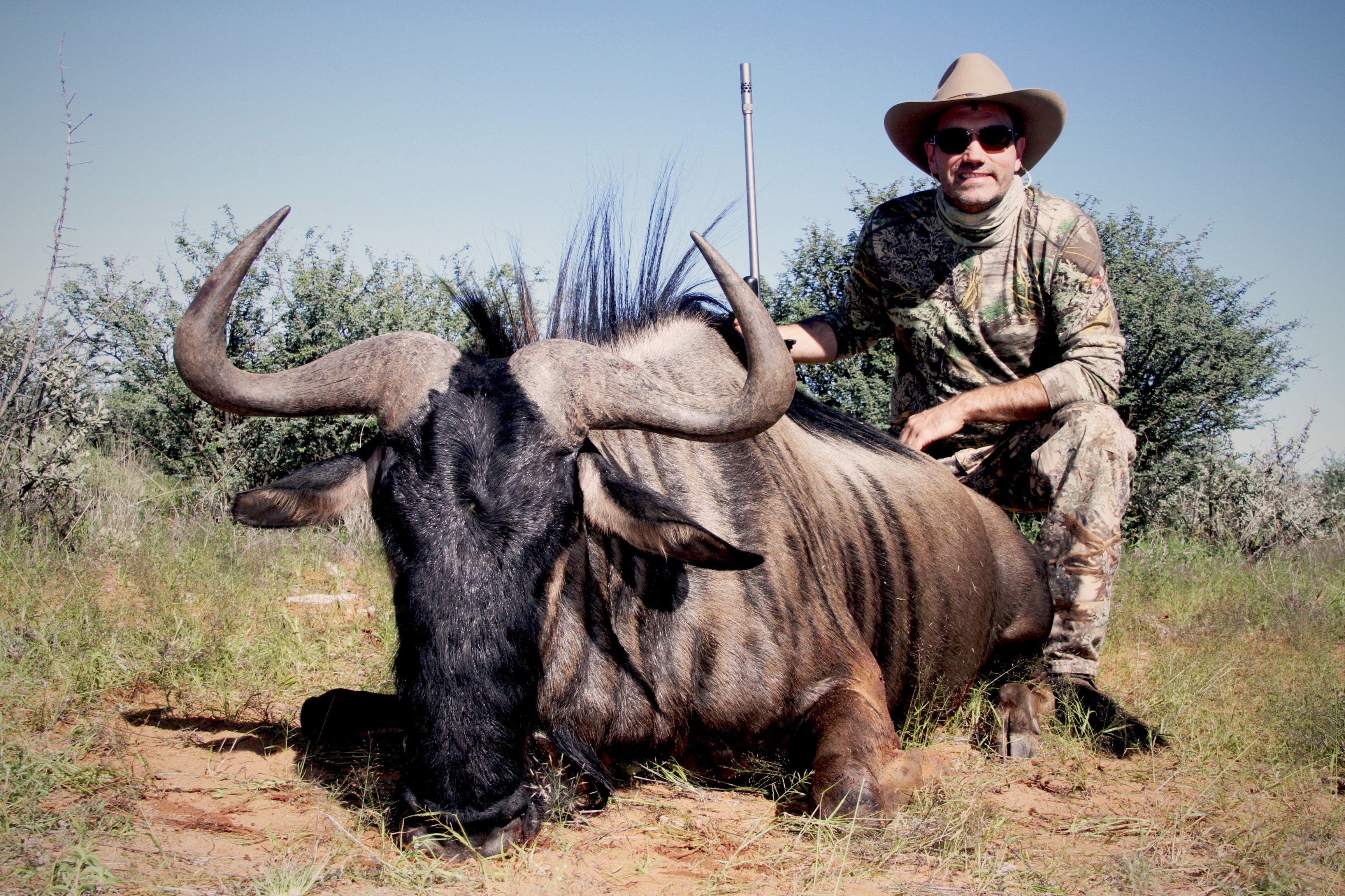 Blue Wildebeest - 2.JPG