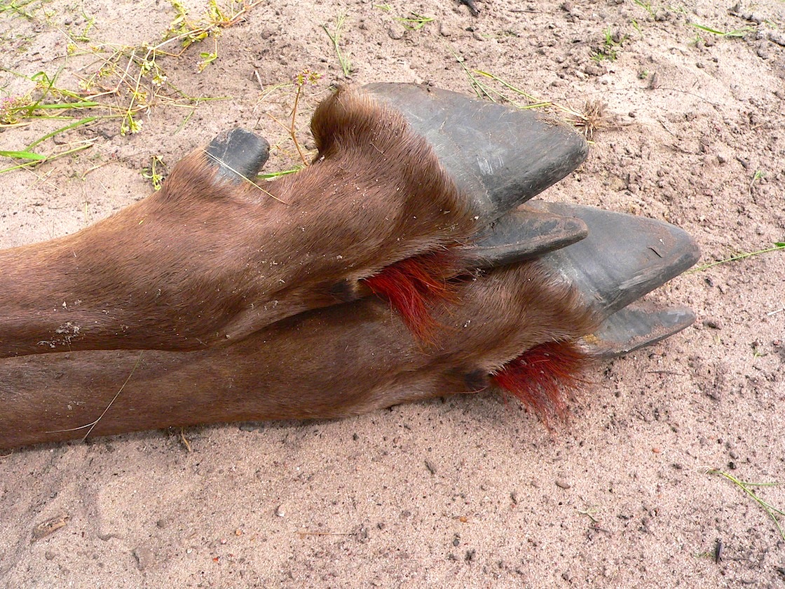 blue wildebeest feet.JPG