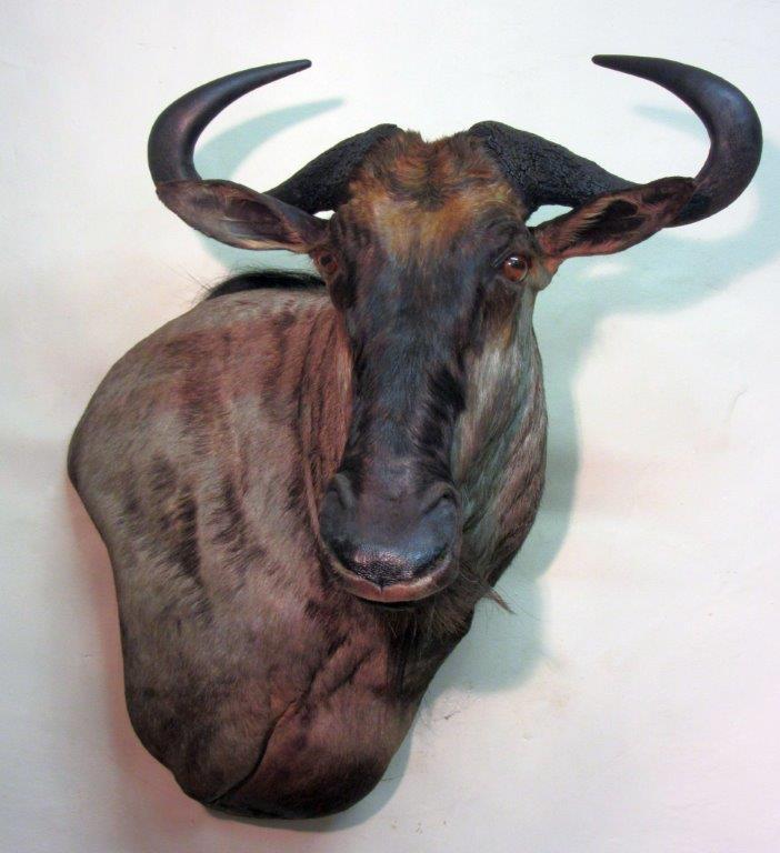 Blue Wildebeest.jpg