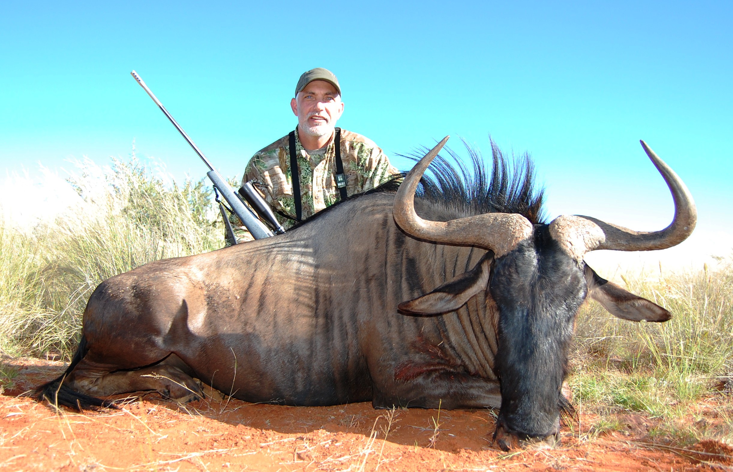 Blue Wildebeest.JPG