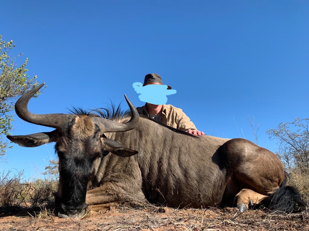 Blue Wildebeest.jpg