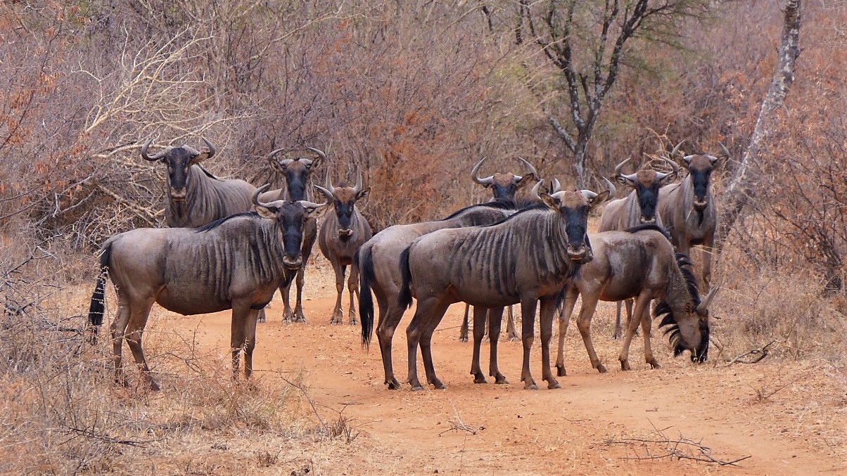 Blue Wildebeest.jpg