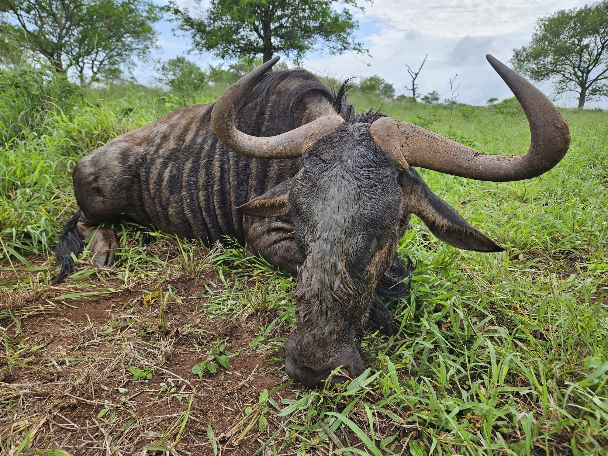 Blue Wildebeest1.jpeg