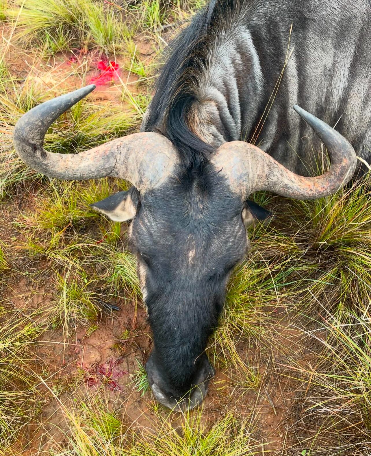 blue wildebeest1.jpg