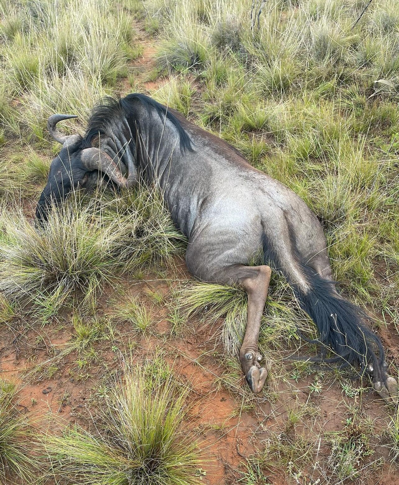 blue wildebeest2.jpg