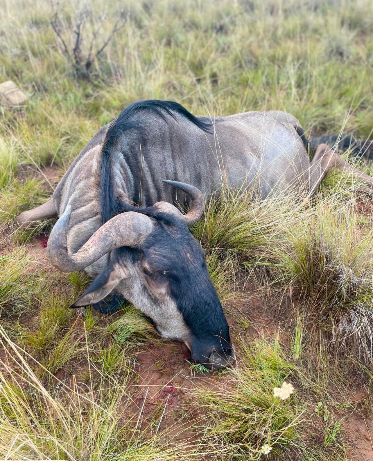 blue wildebeest3.jpg