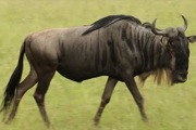 Blue_Wildebeest.jpg