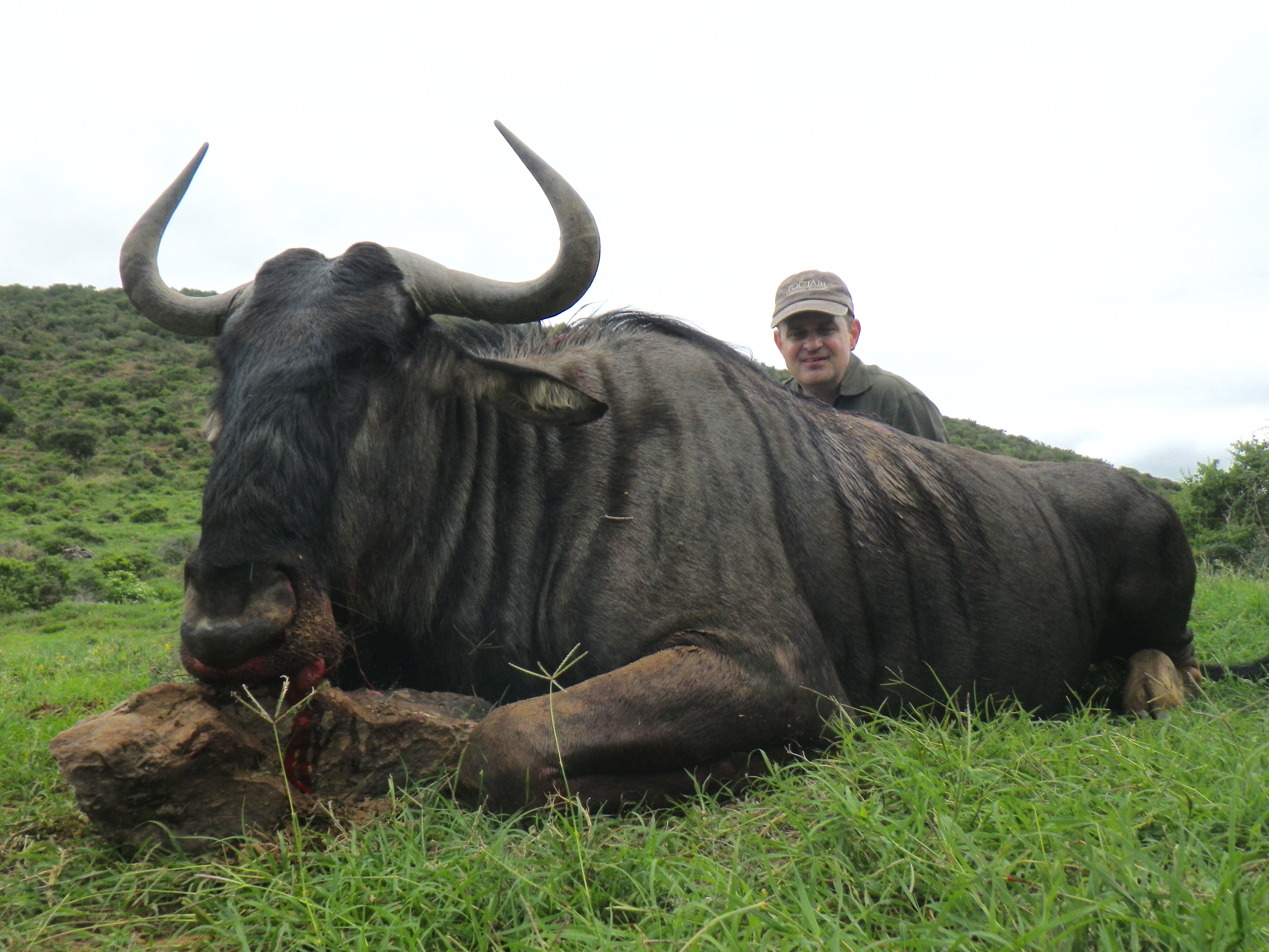 blue_wildebeest.jpg