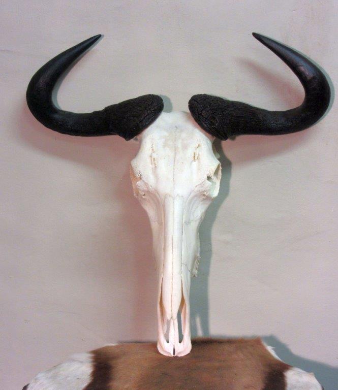 Blue_Wildebeest_Skull.jpg