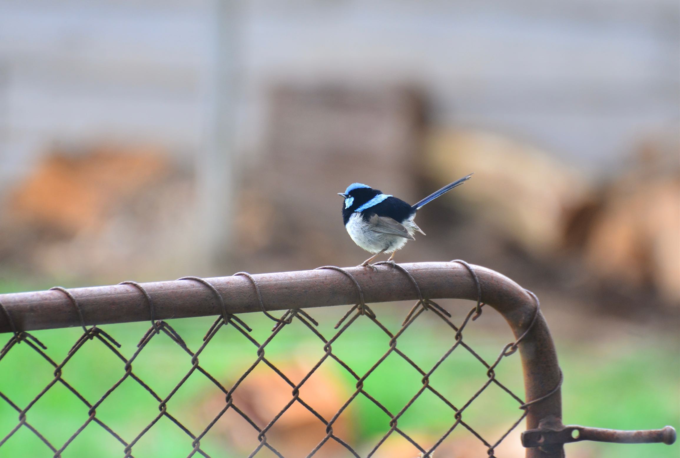 bluewren.jpg