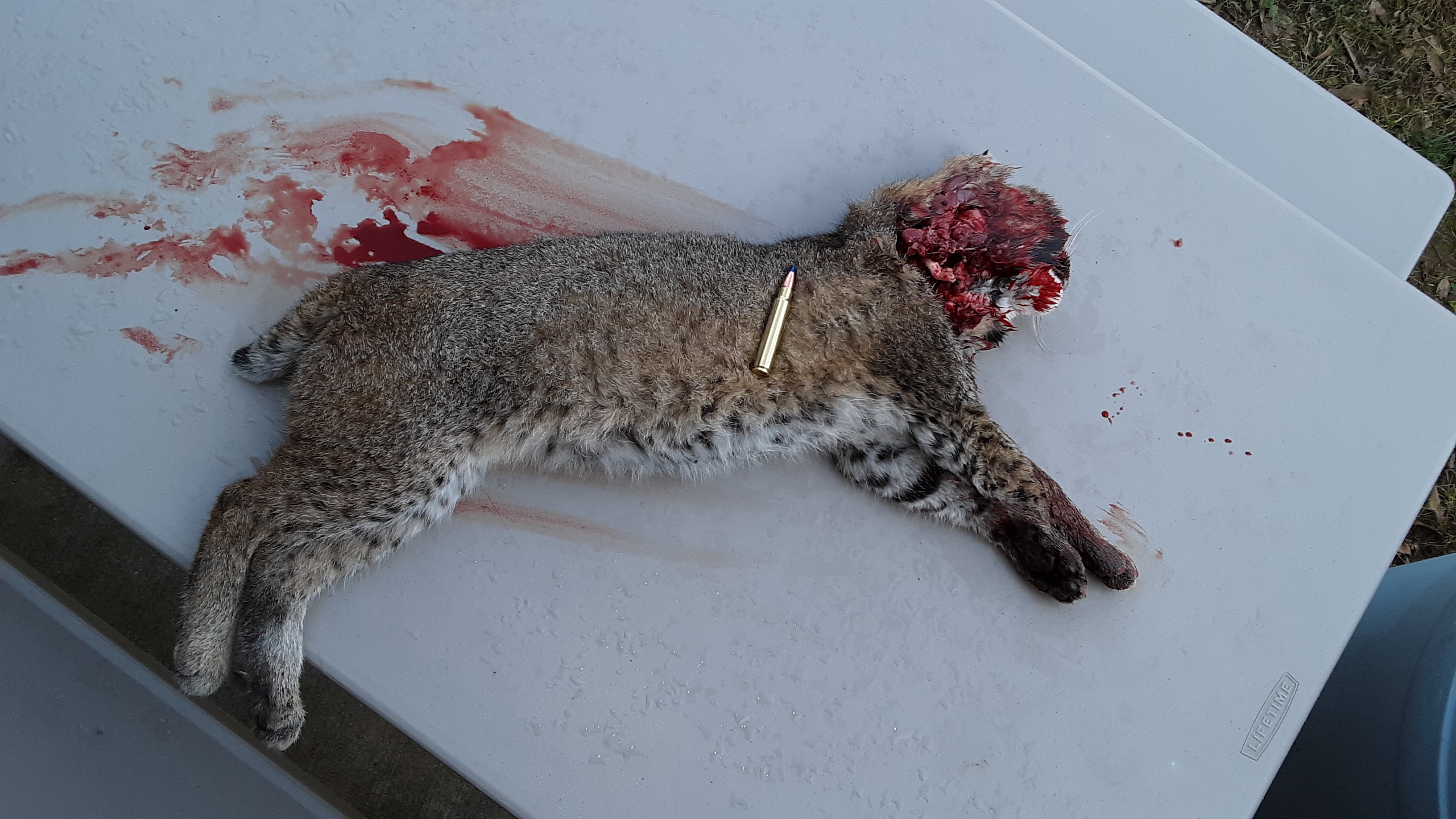 Bobcat 2 - 375 Ruger - 23NOV19.jpg