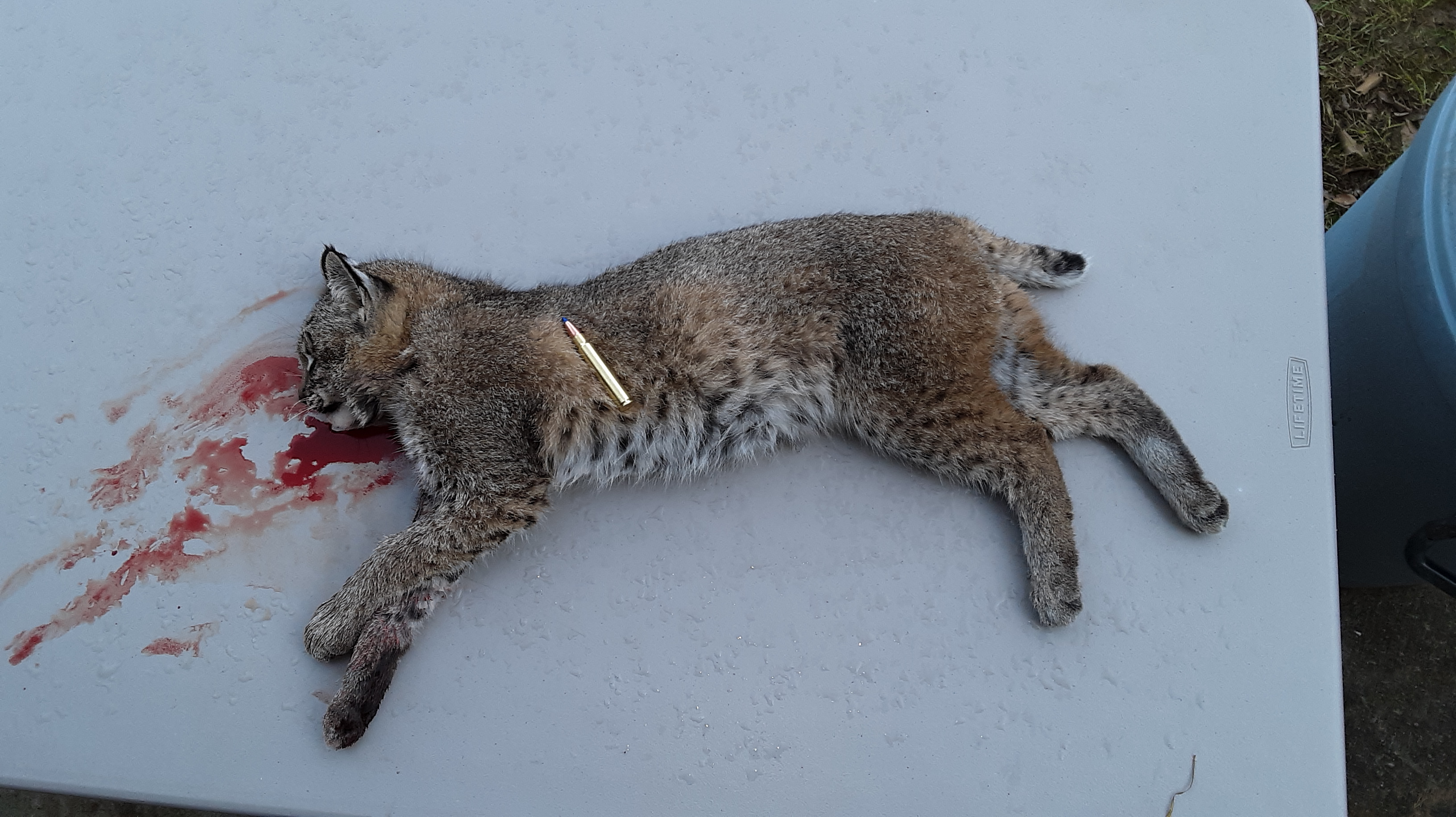 Bobcat - .375 Ruger - 23NOV19.jpg