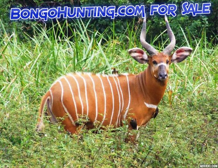 BongoHunting.com.jpg