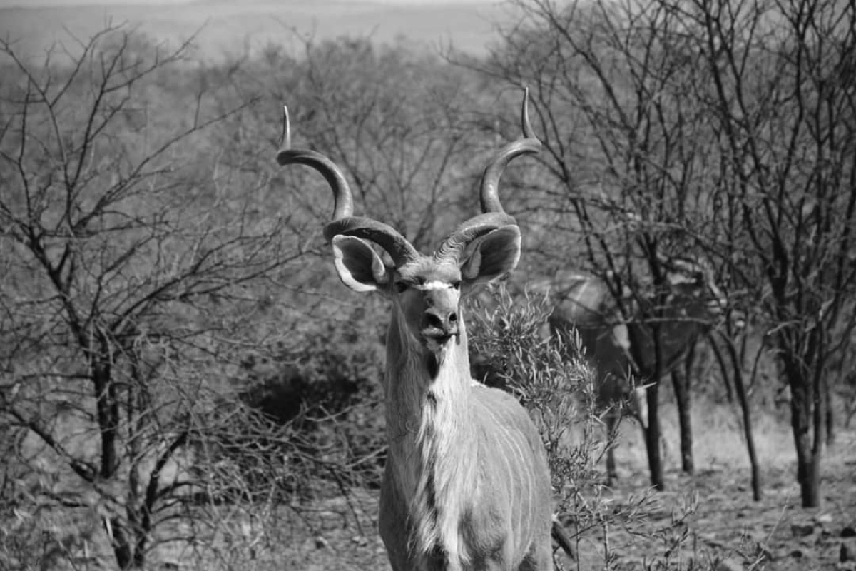 bos-en-dal-safaris-07.jpg