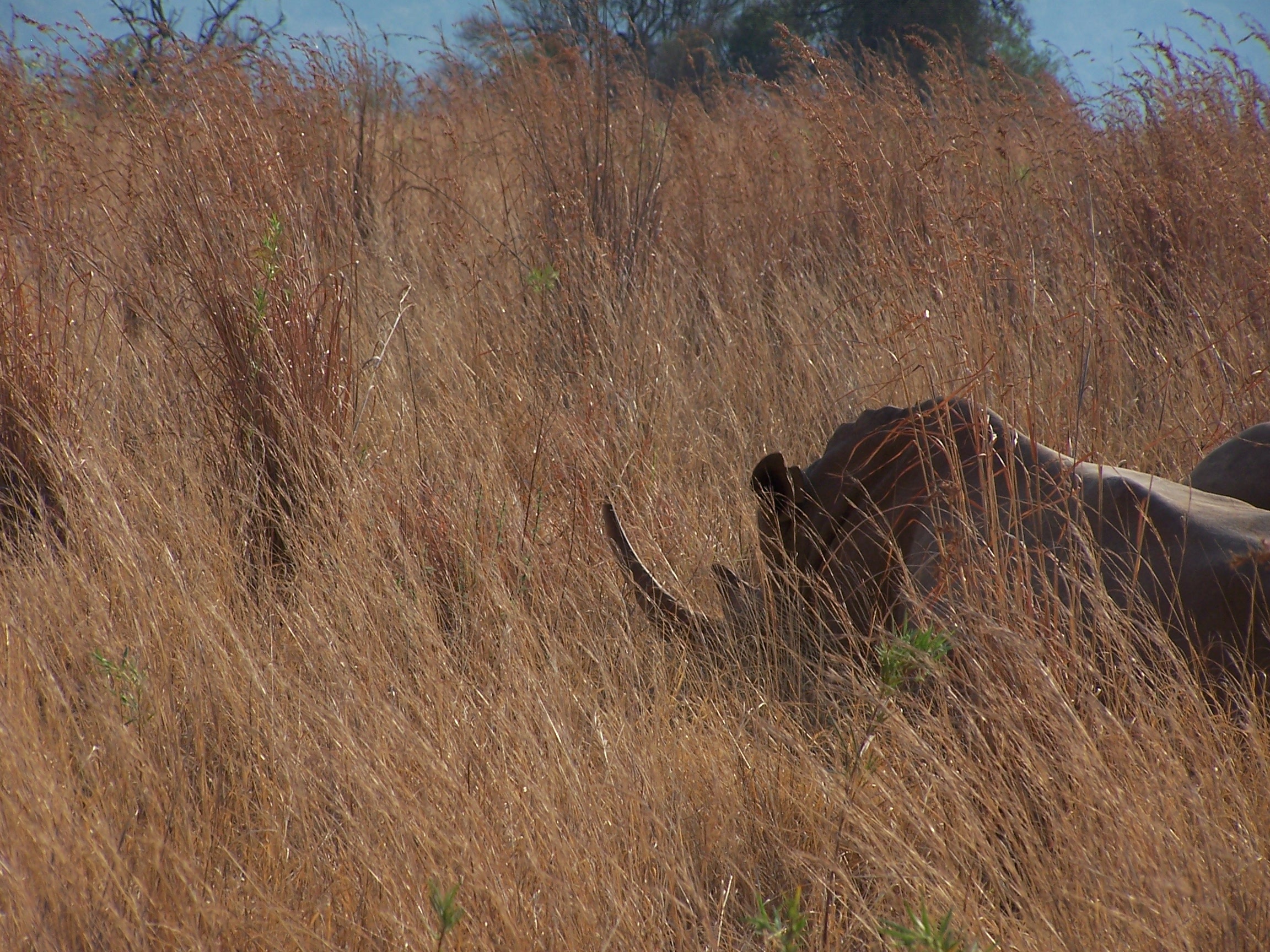 Botswana g.JPG