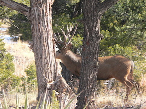 Buck 11-21-09-3 copy.jpg