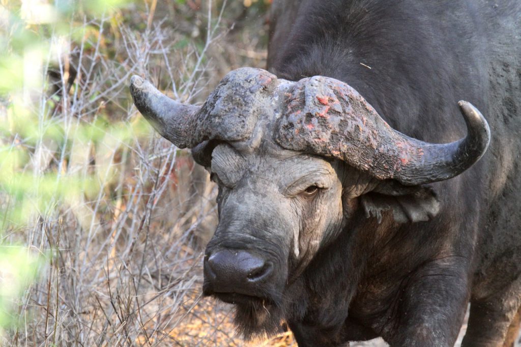 buffalo-dagga-boy-1024x682.jpg