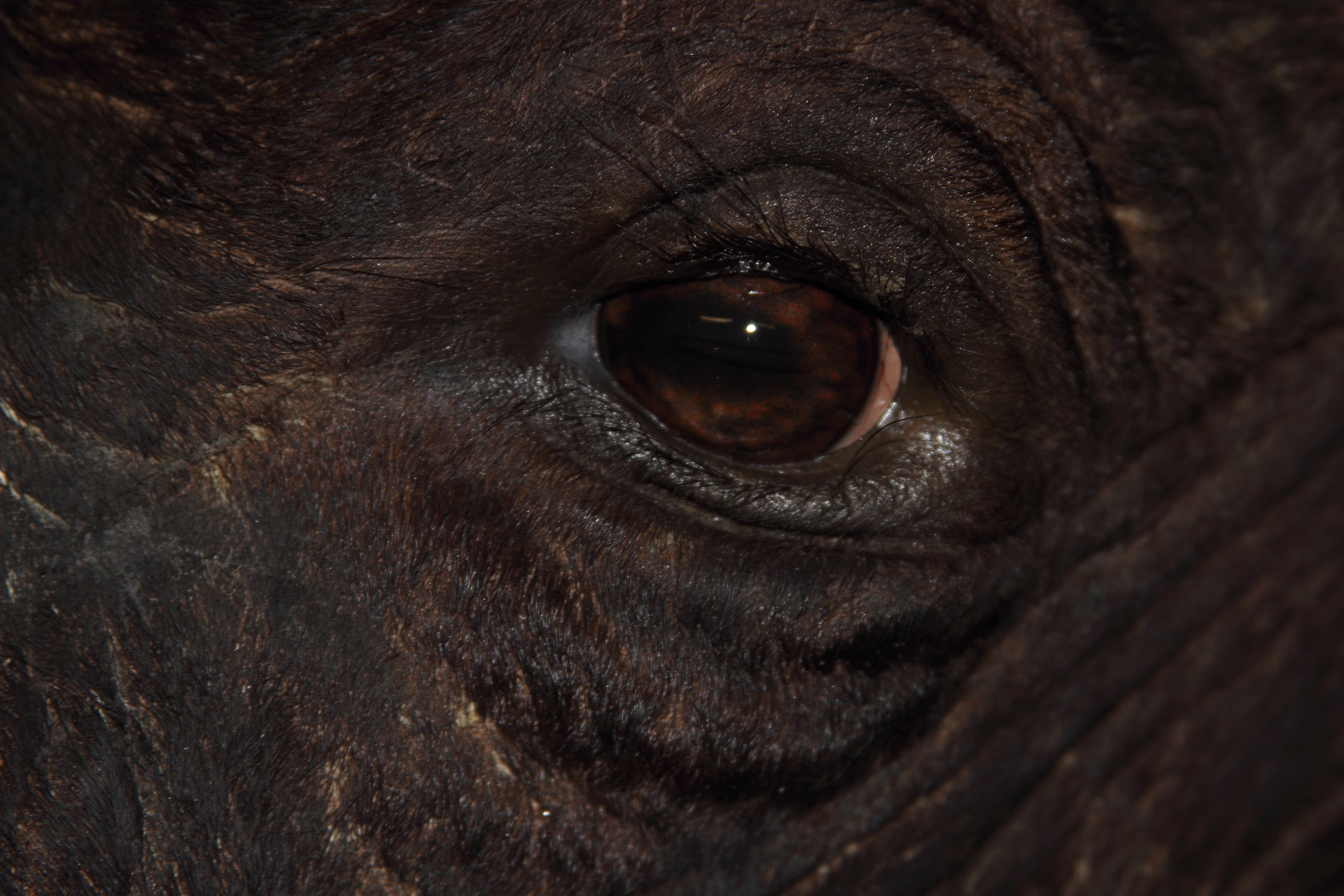 buffalo eye detail (2).jpg