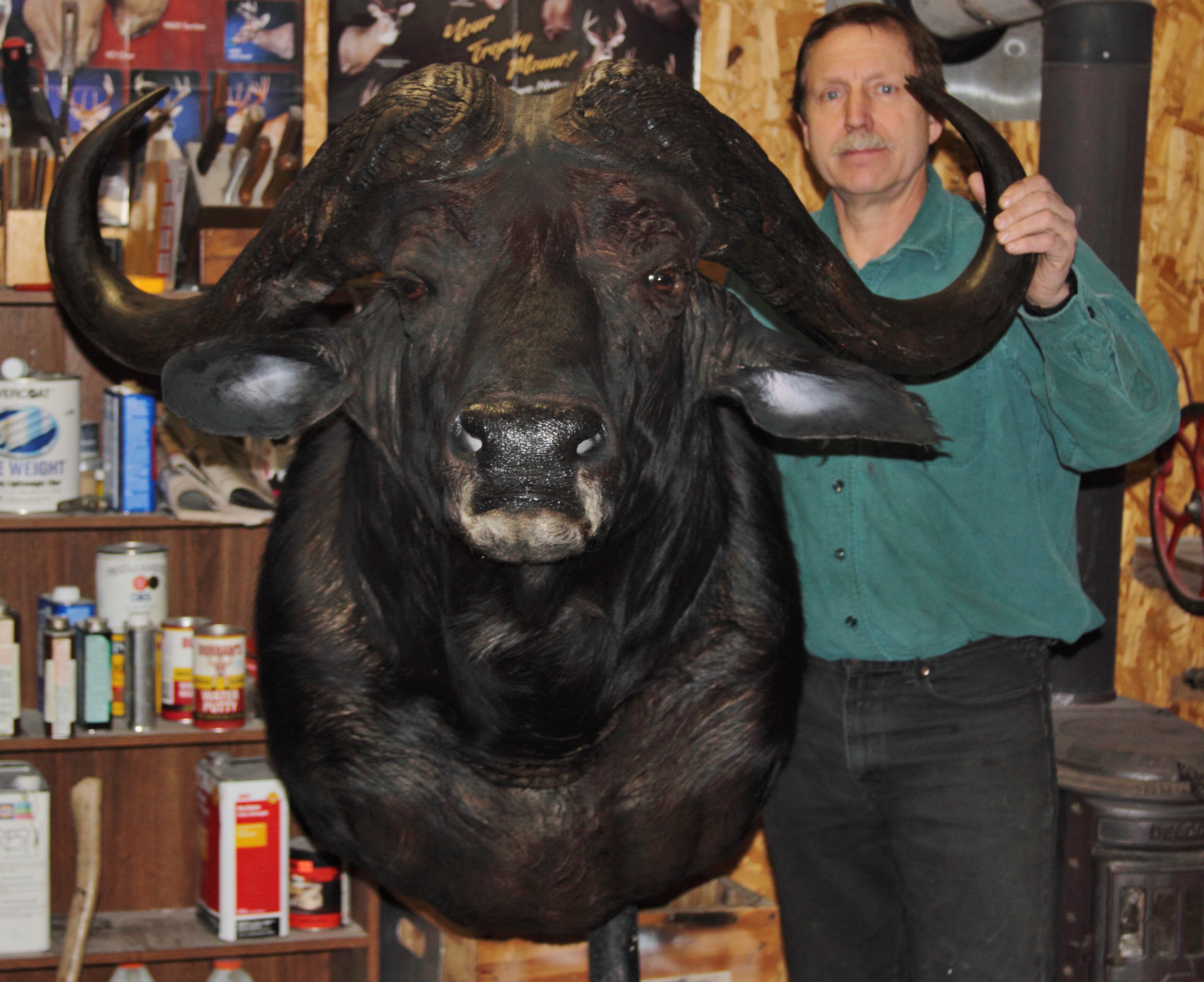 buffalo frontal shot (2).jpg