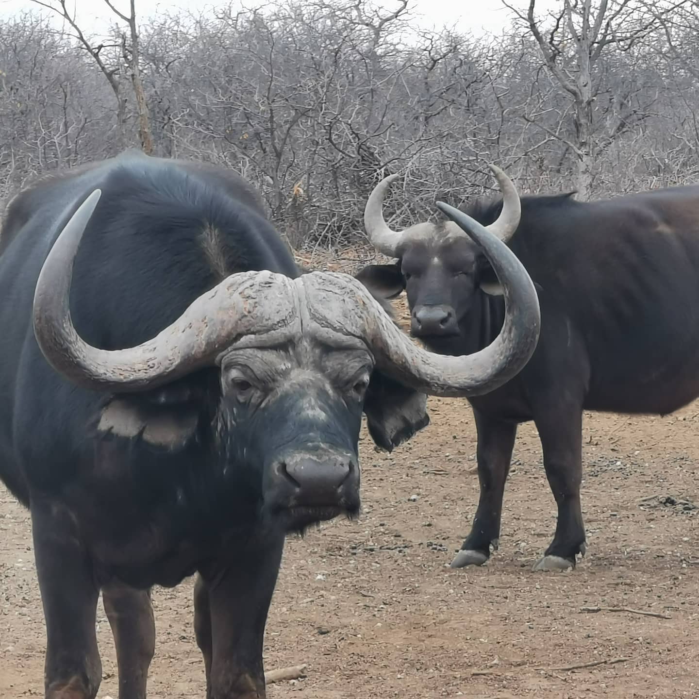 Buffalo in the brush 3..jpg