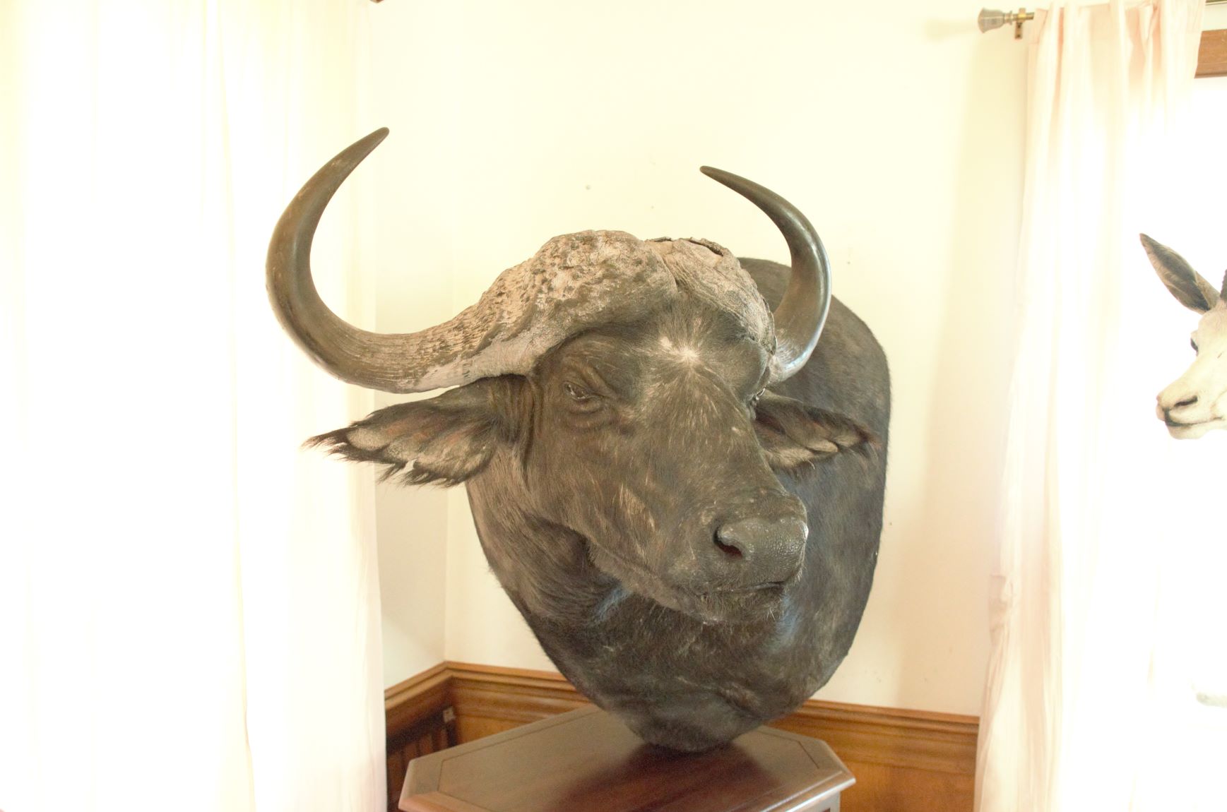 Buffalo pedestal.jpg