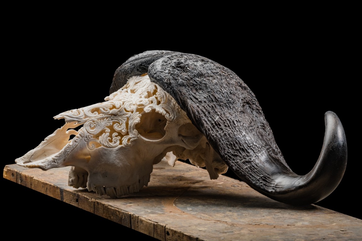 Buffalo Skull  Carving - GG142 (Medium).jpg