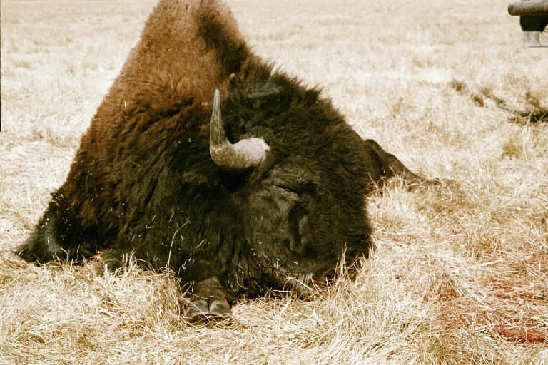 buffalo2.JPG