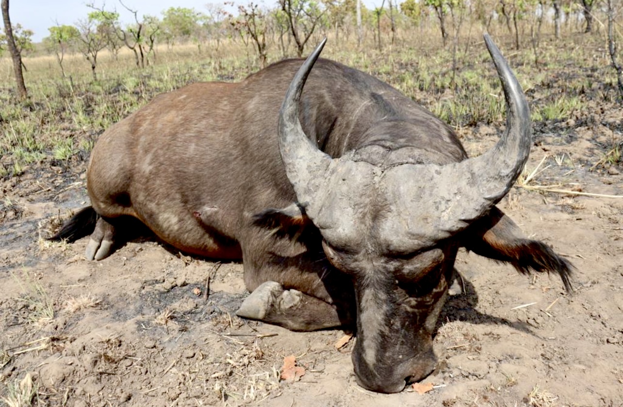 Buffle client 51 inches eland.jpg