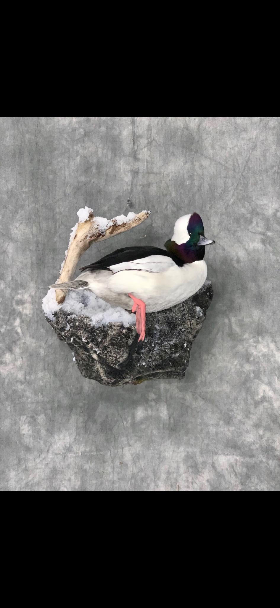 Bufflehead.jpg