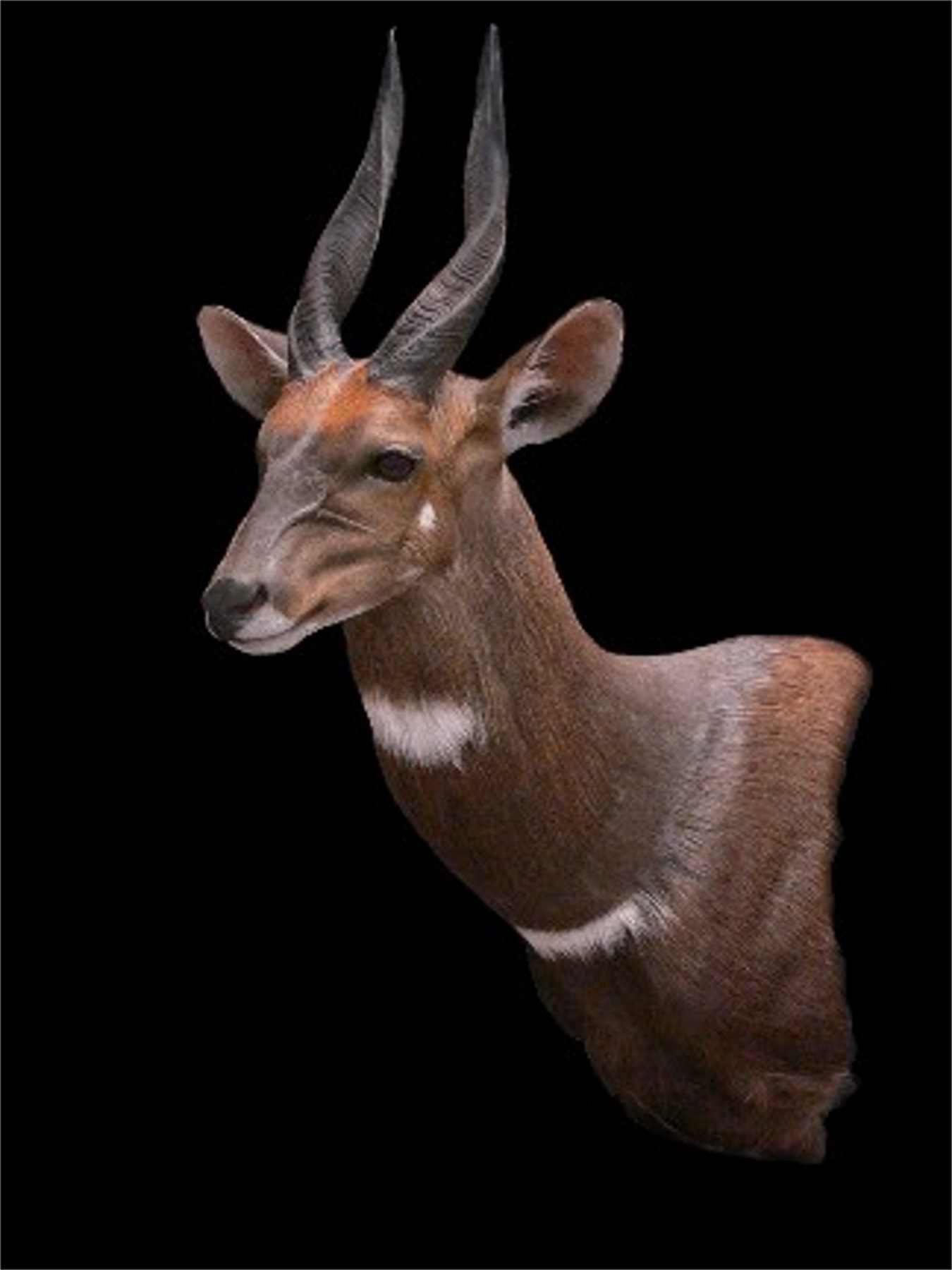 BUSHBUCK 1.jpg