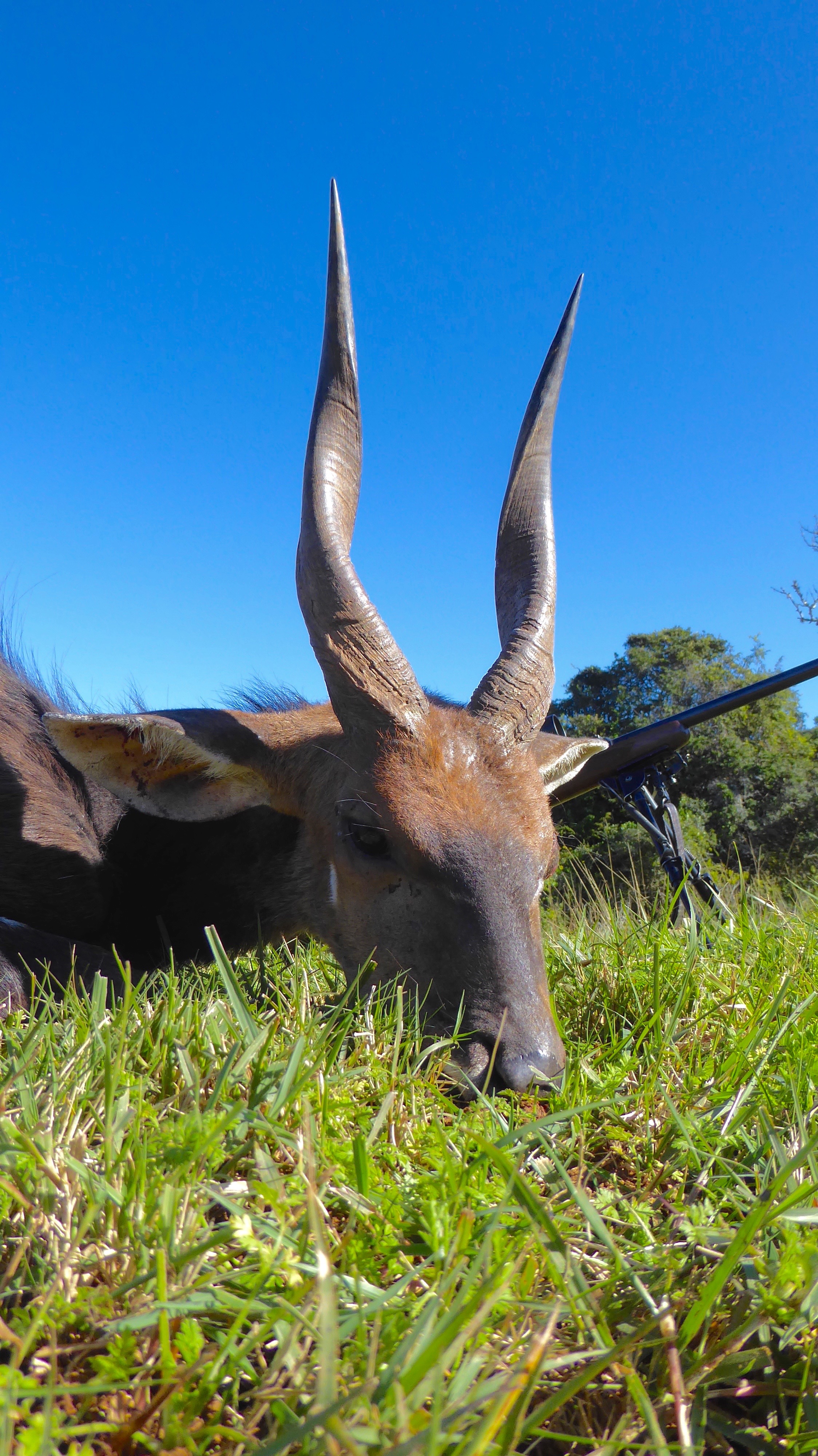 Bushbuck 250.jpg