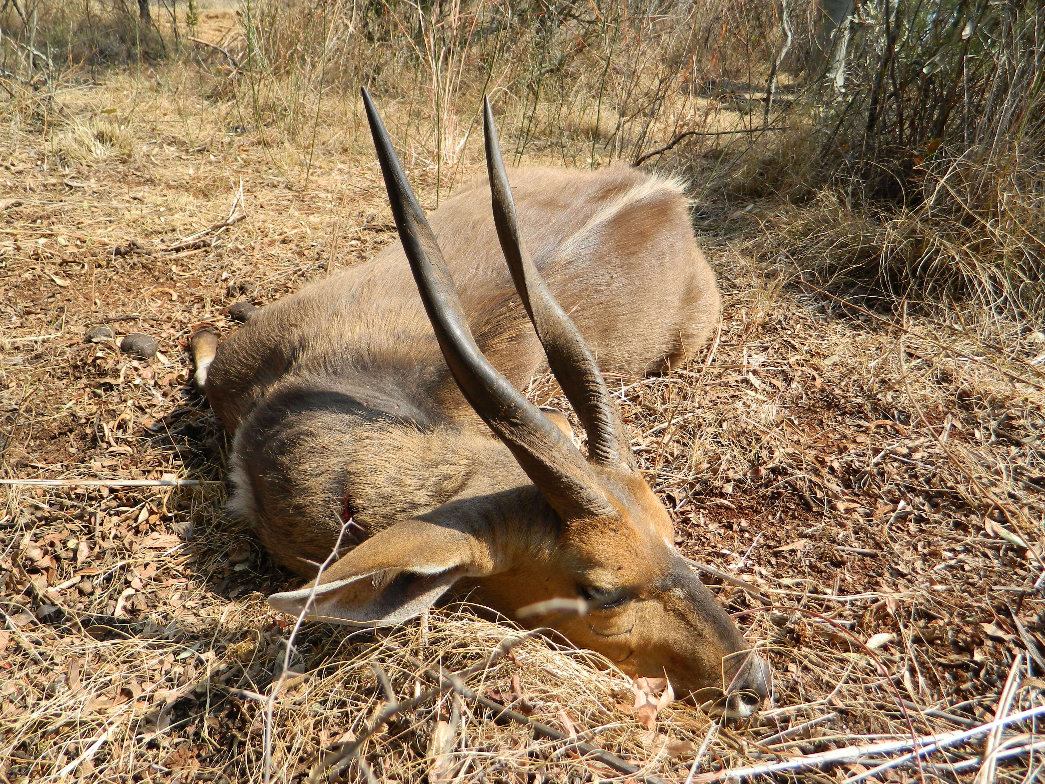 BUSHBUCK (4).JPG