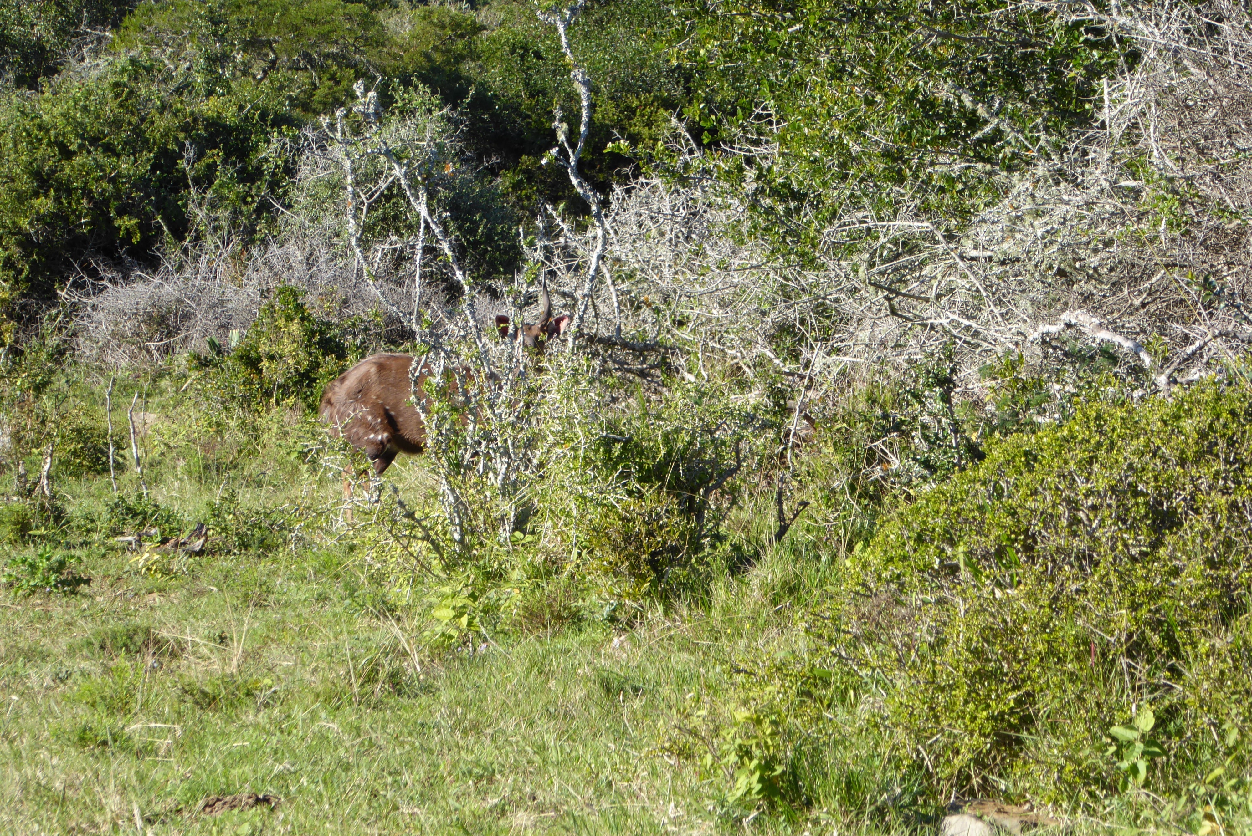 bushbuck bow.jpeg