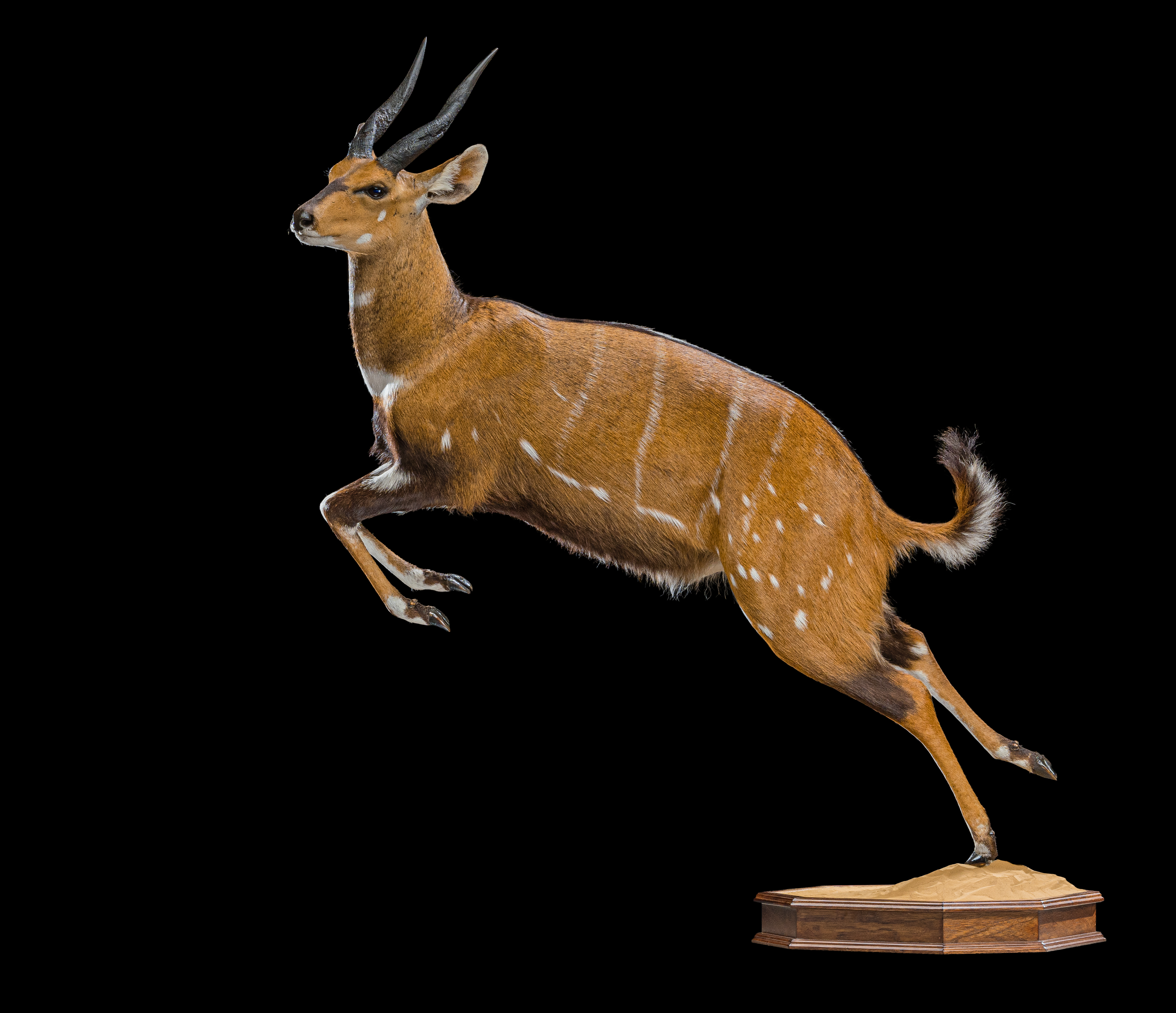 Bushbuck Fullmount - II0029.jpg