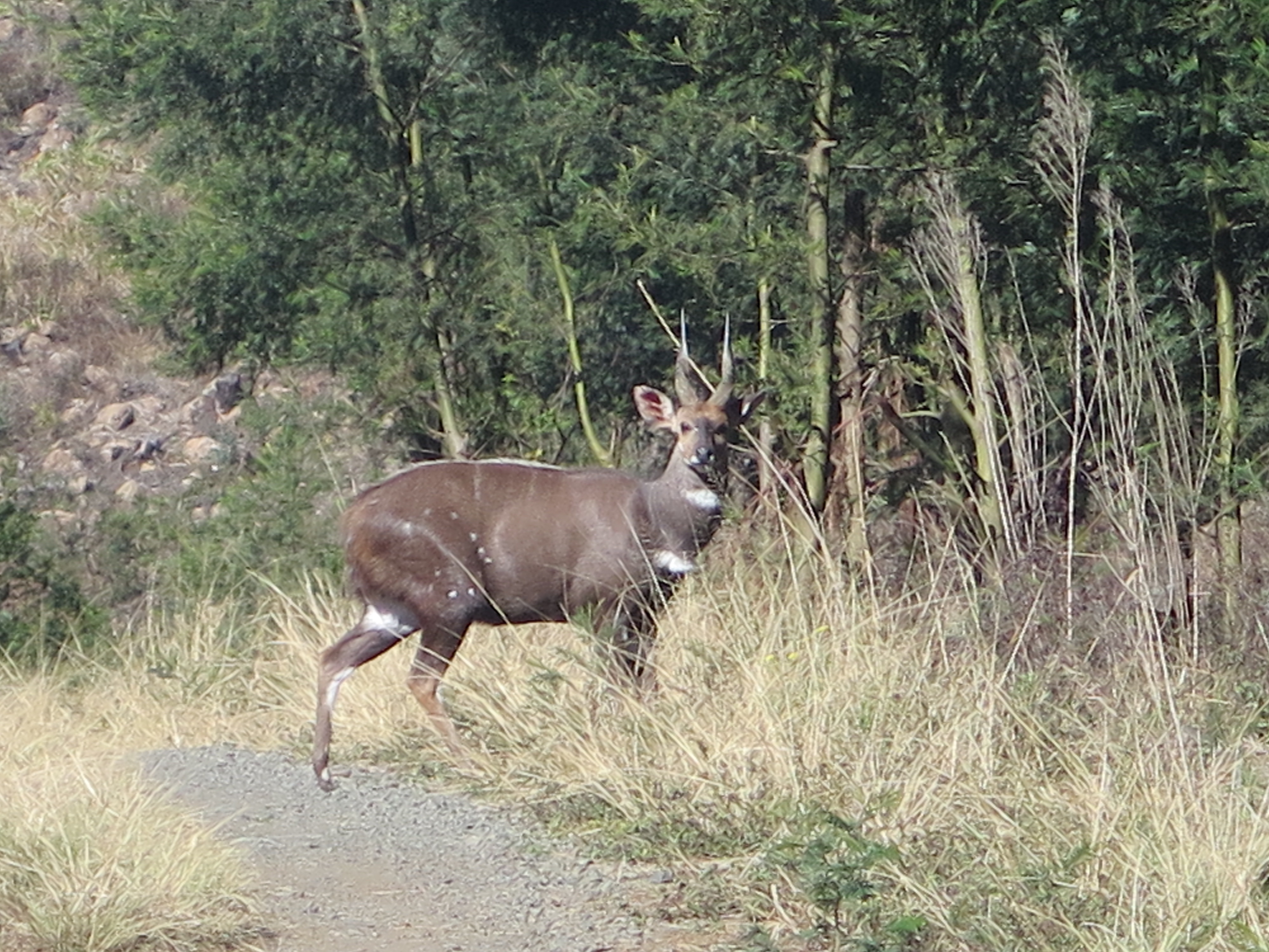 Bushbuck.jpg